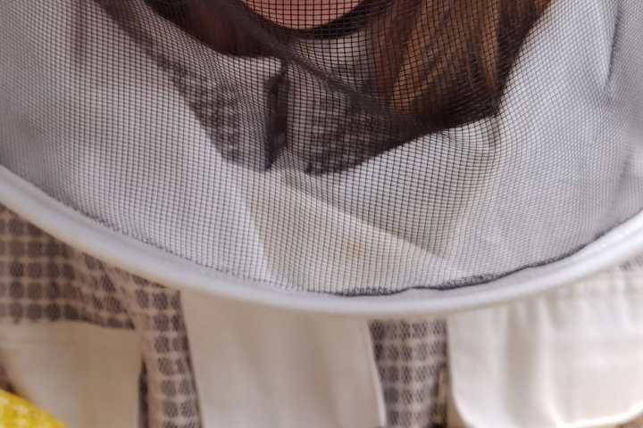 madeira beekeeping tour