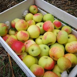 madeira beekeeping tour