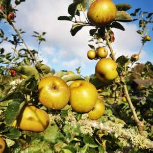 madeira beekeeping tour