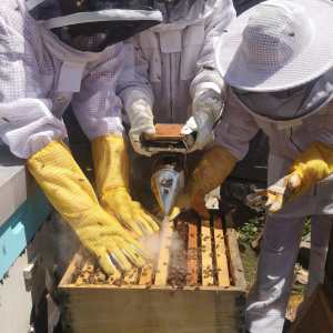 madeira beekeeping tour