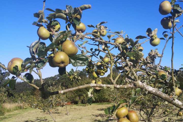 madeira beekeeping tour