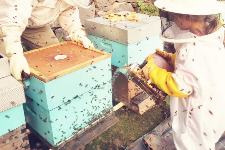 madeira beekeeping tour