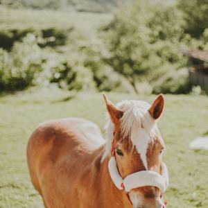 organic farm in porto