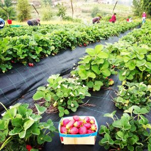 a green plant in a garden