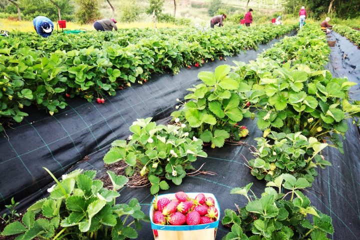 a green plant in a garden
