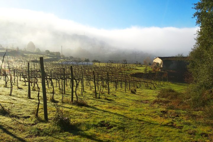 organic farm in porto