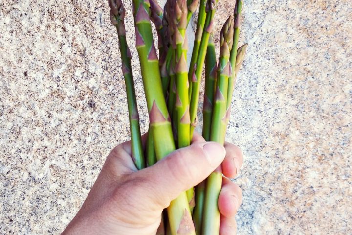 organic farm in porto