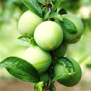 organic farm in porto