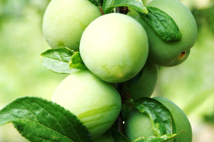 organic farm in porto