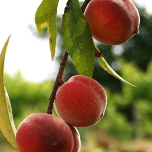 organic farm in porto