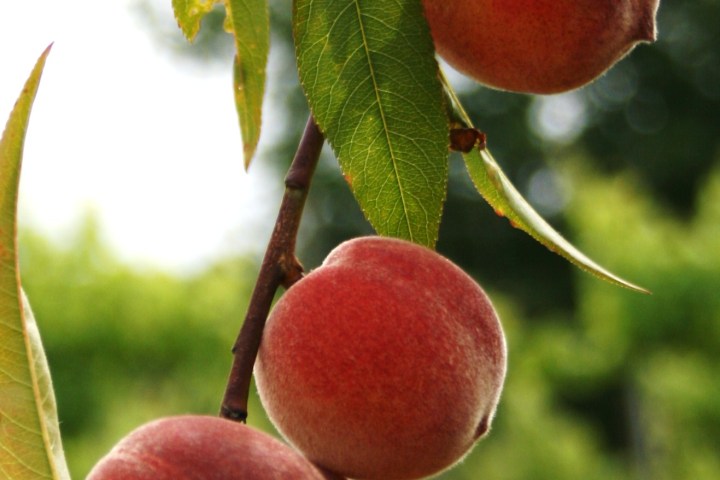 organic farm in porto
