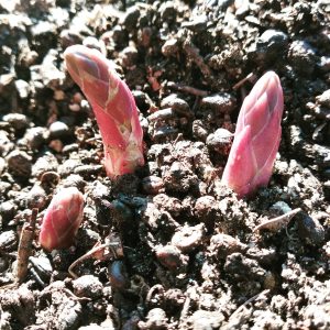 organic farm in porto