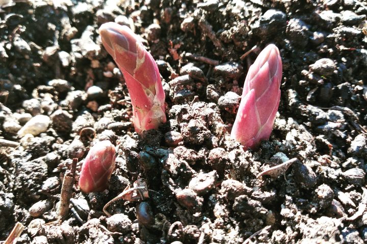 organic farm in porto