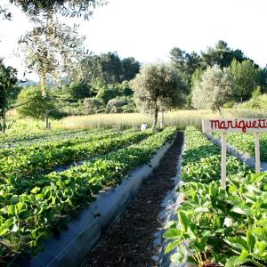 organic farm in porto