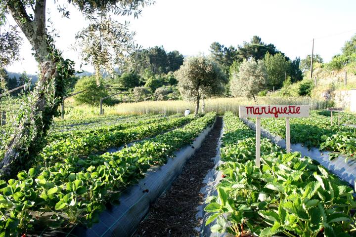 organic farm in porto