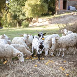 organic farm in porto