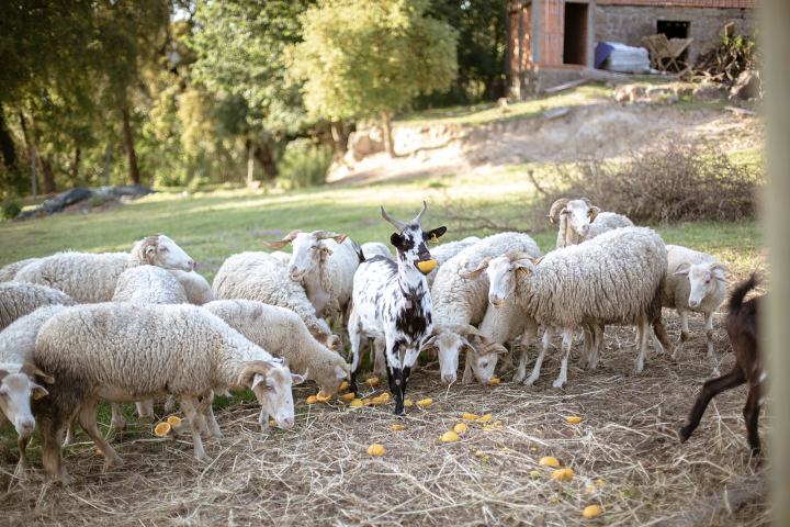 organic farm in porto