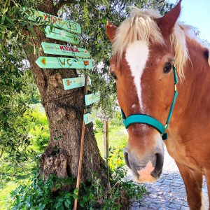 organic farm in porto