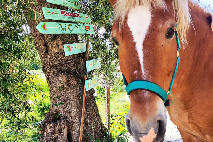 organic farm in porto