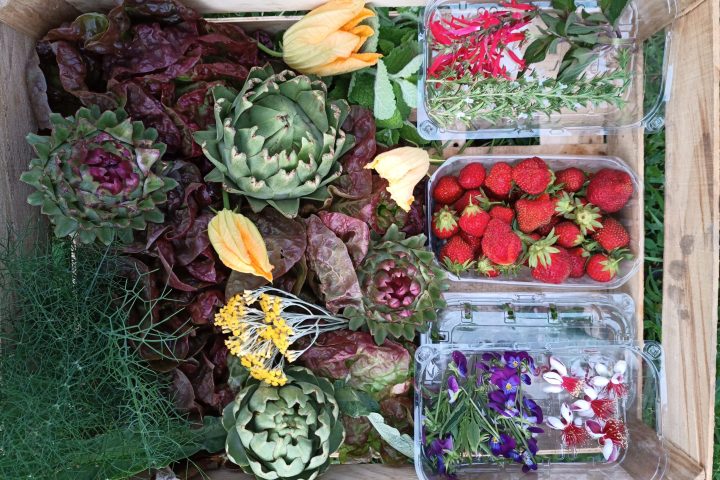 organic farm in porto