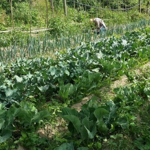 organic farm in porto