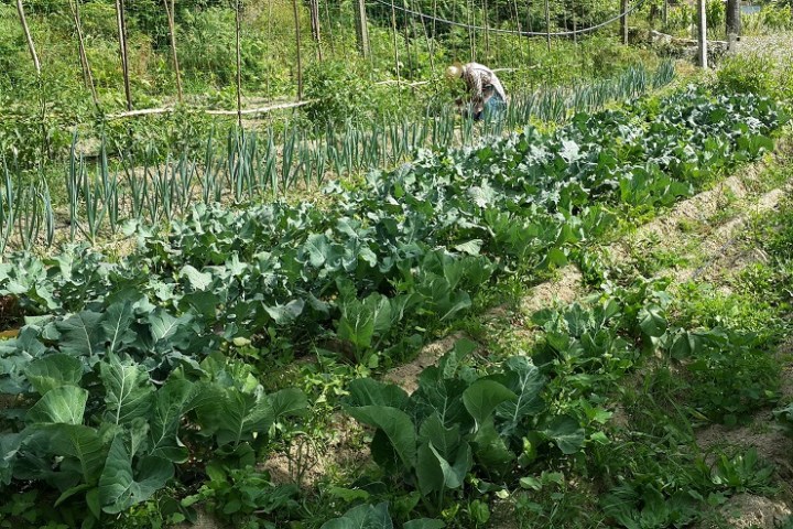 organic farm in porto
