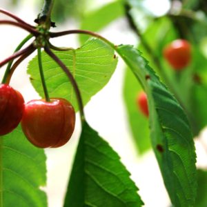 organic farm in porto