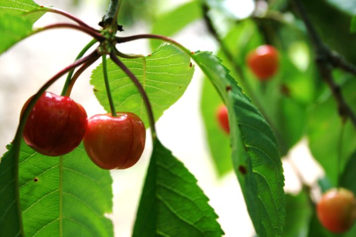 organic farm in porto