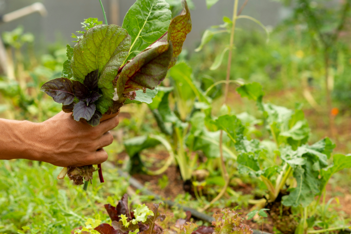 a close up of a garden