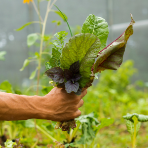 farm to table in lisbon