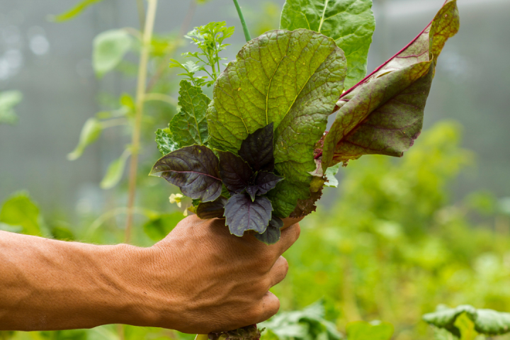 farm to table in lisbon