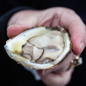 Oysters Tasting & Bubbles Tour