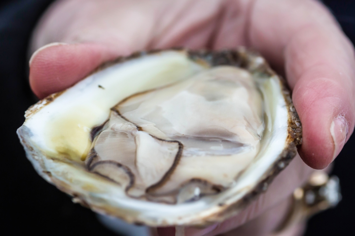 Oysters Tasting & Bubbles Tour