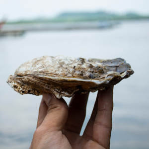 Oysters Tasting & Bubbles Tour