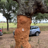 a car parked in front of a tree