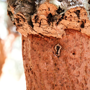 Portugal cork farm tour