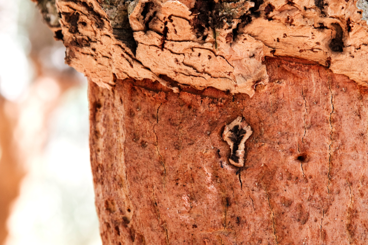 Portugal cork farm tour