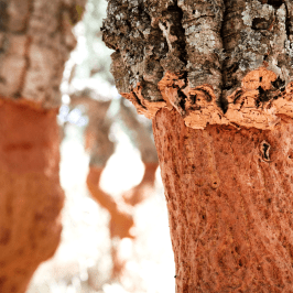 Portugal cork farm tour