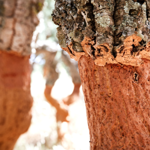 Portugal cork farm tour