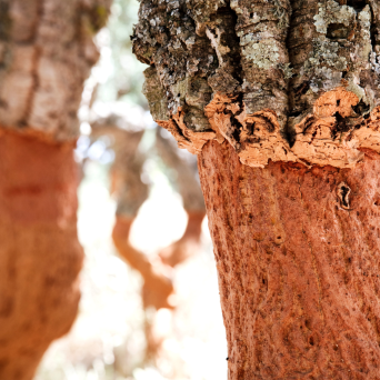 Portugal cork farm tour