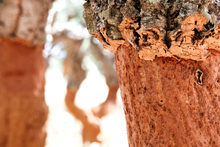 Portugal cork farm tour