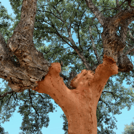 Portugal cork farm tour