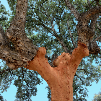 Portugal cork farm tour