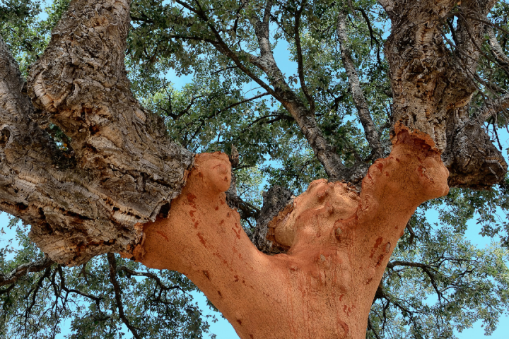 Portugal cork farm tour