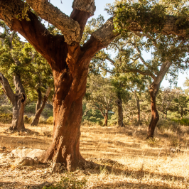 Portugal cork farm tour