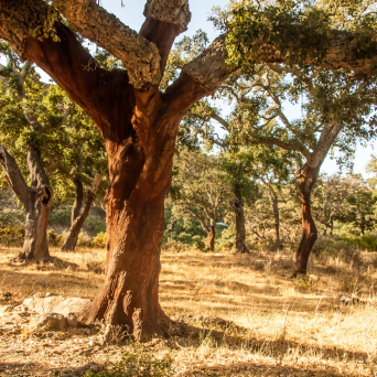 Portugal cork farm tour