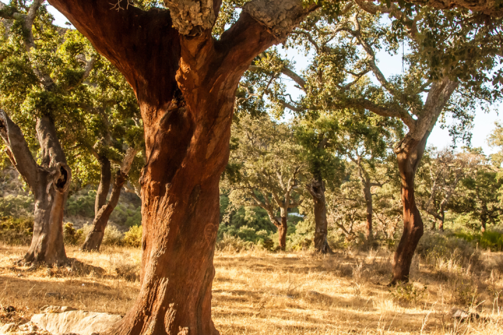 Portugal cork farm tour