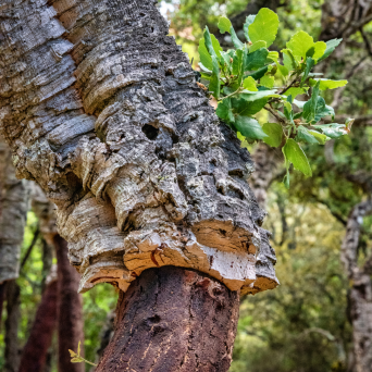 Portugal cork farm tour