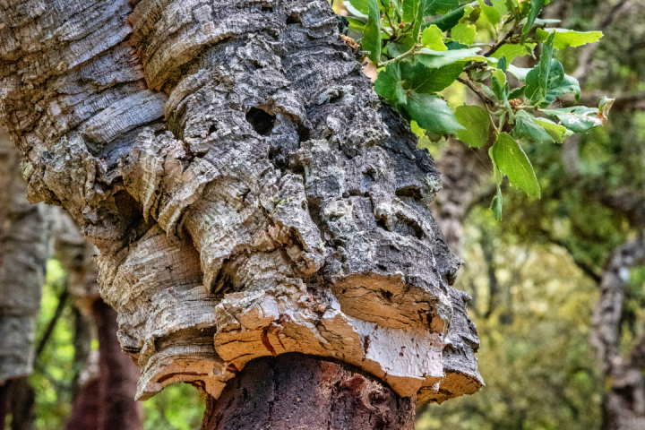 Portugal cork farm tour