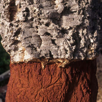 Portugal cork farm tour